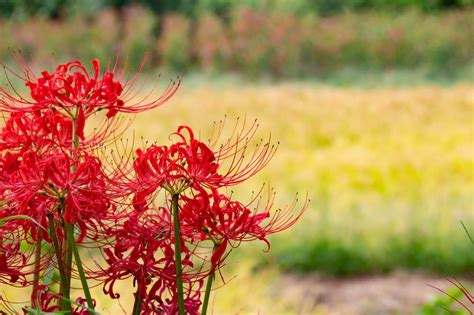 彼岸花 風水|彼岸花の風水的飾り方！曼珠沙華と呼ばれる花の本当のパワー！